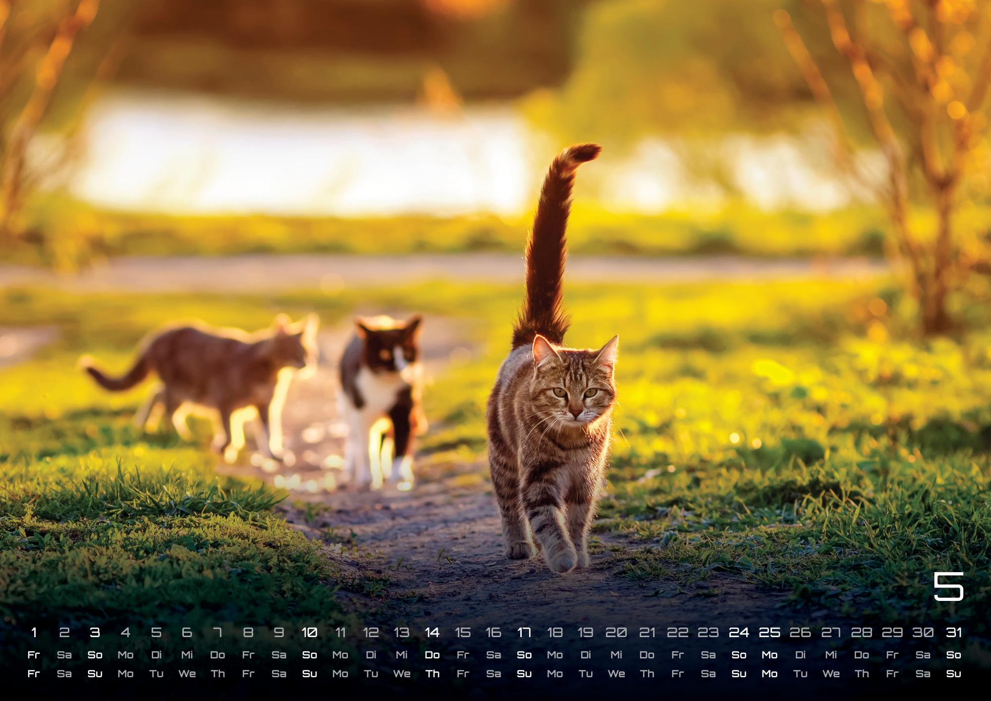 GPF-CAT26_page_6
