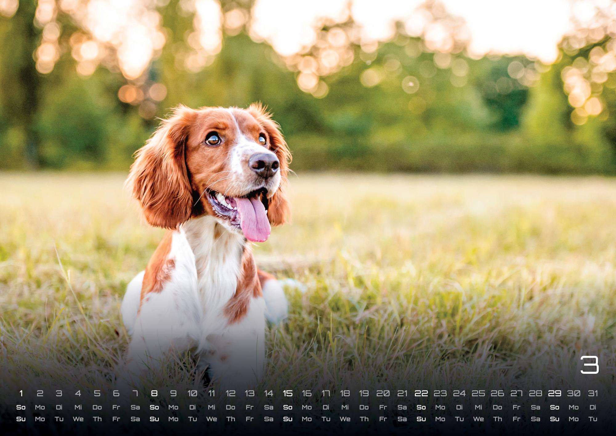 GPF-DOG26_page_4