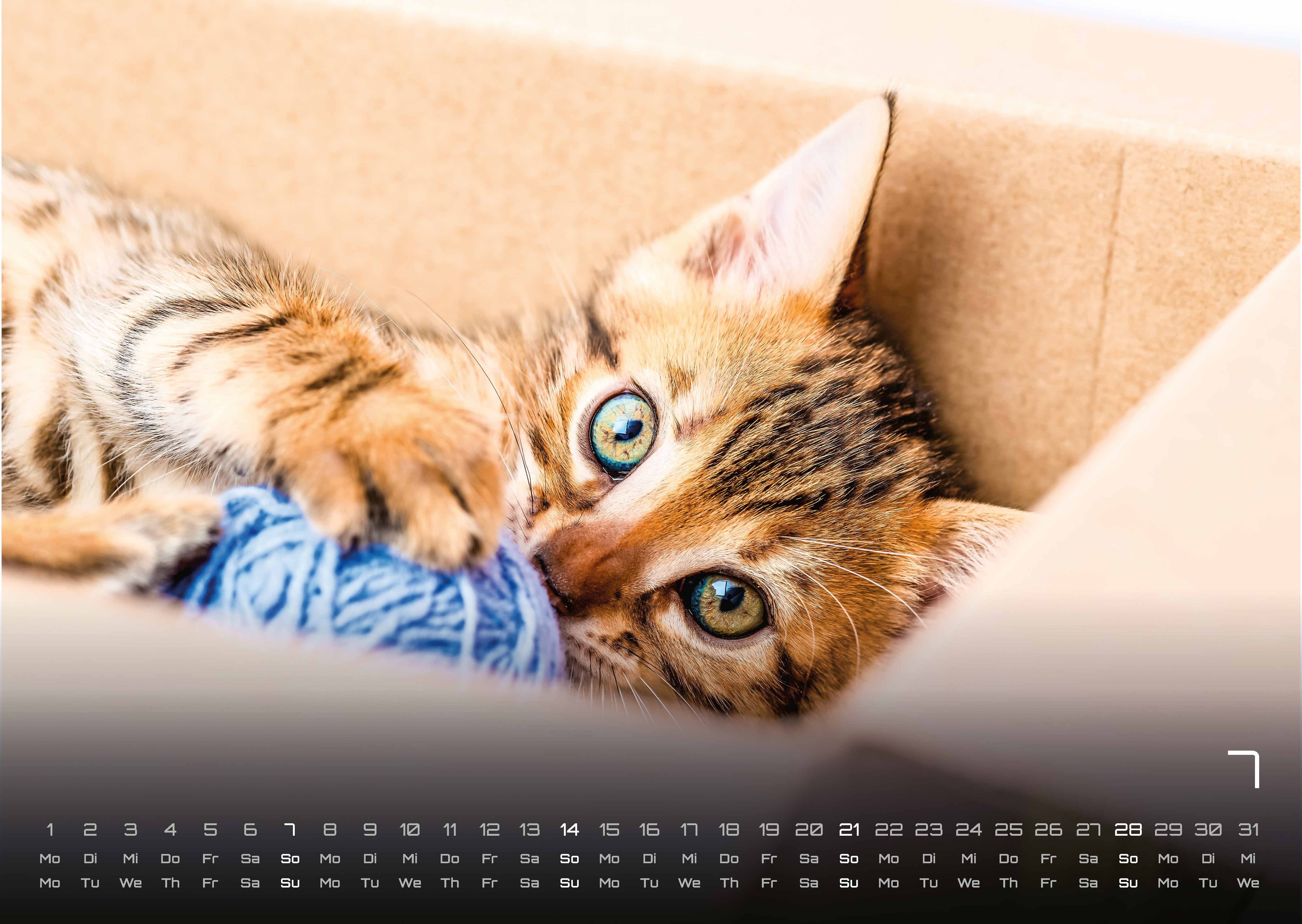 Miau Kids - kleine Tiger ganz groß - Der Katzenkalender - 2024 - Kalender