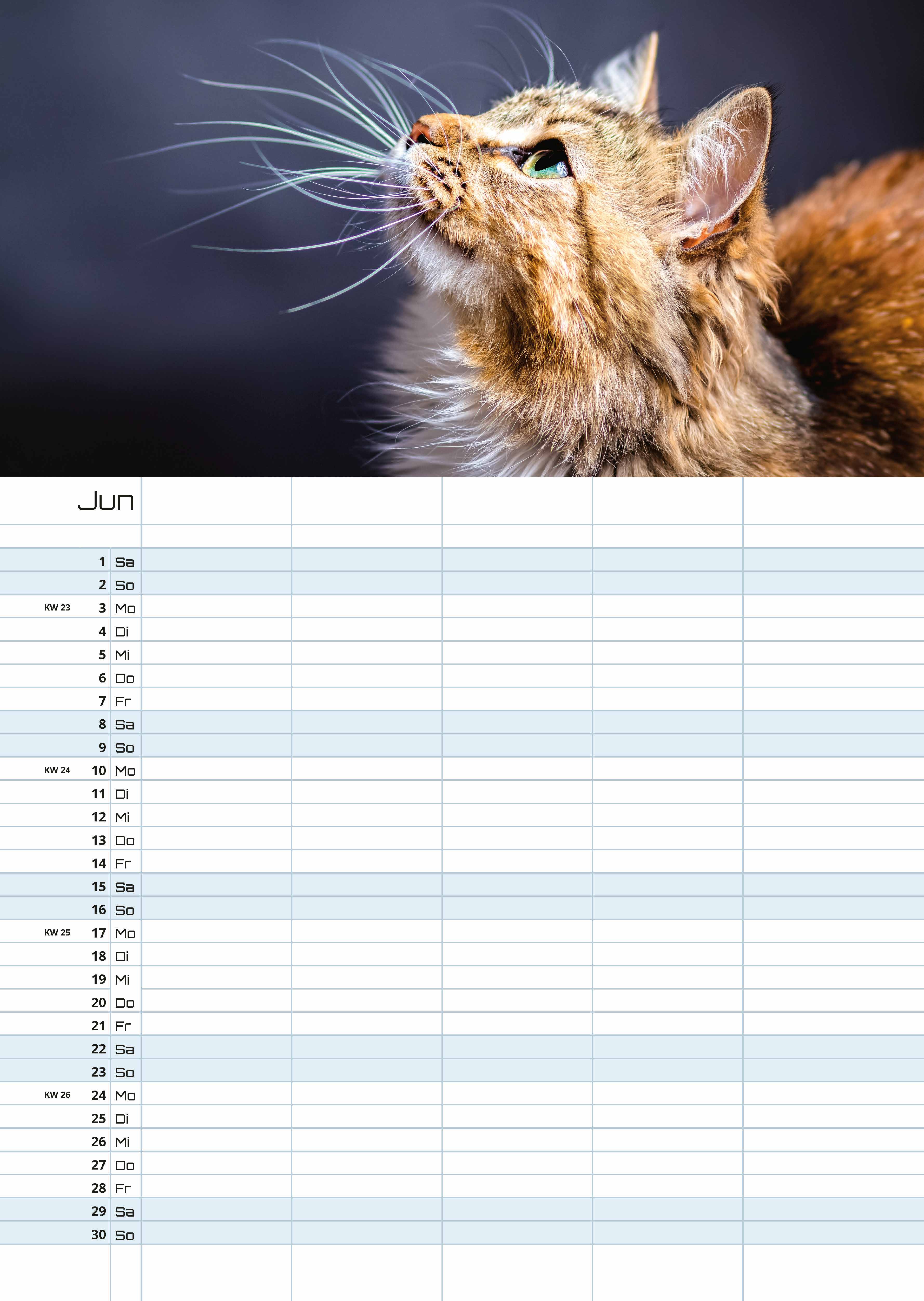 Miau - Unsere Stubentiger - Der Katzenkalender - 2024 - Kalender