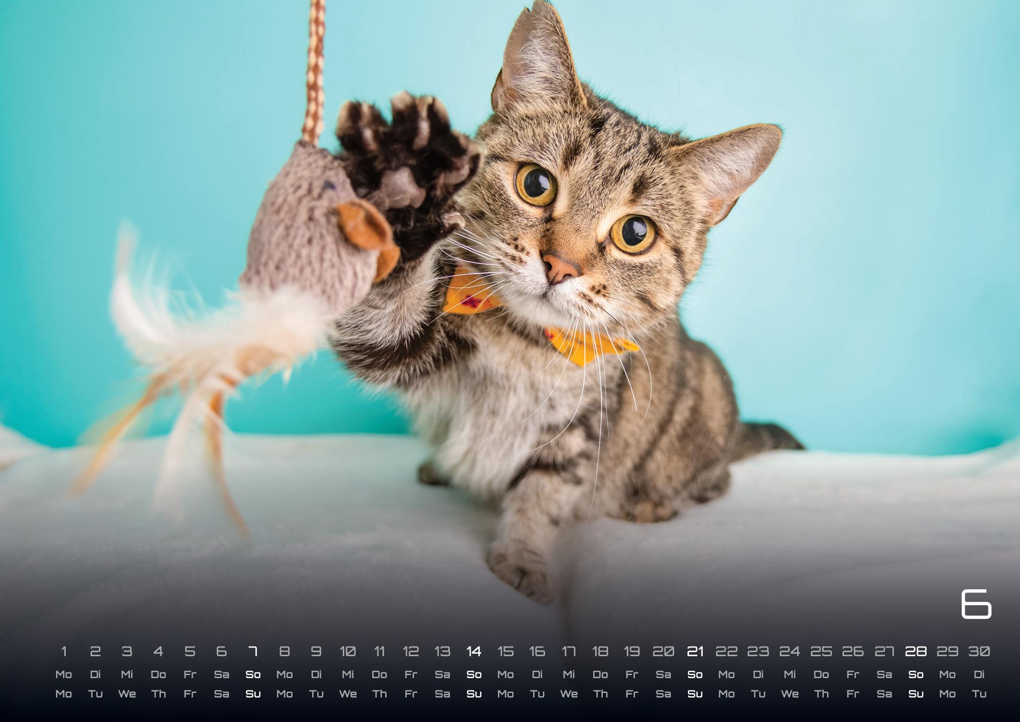 GPF-CATKID26_page_7