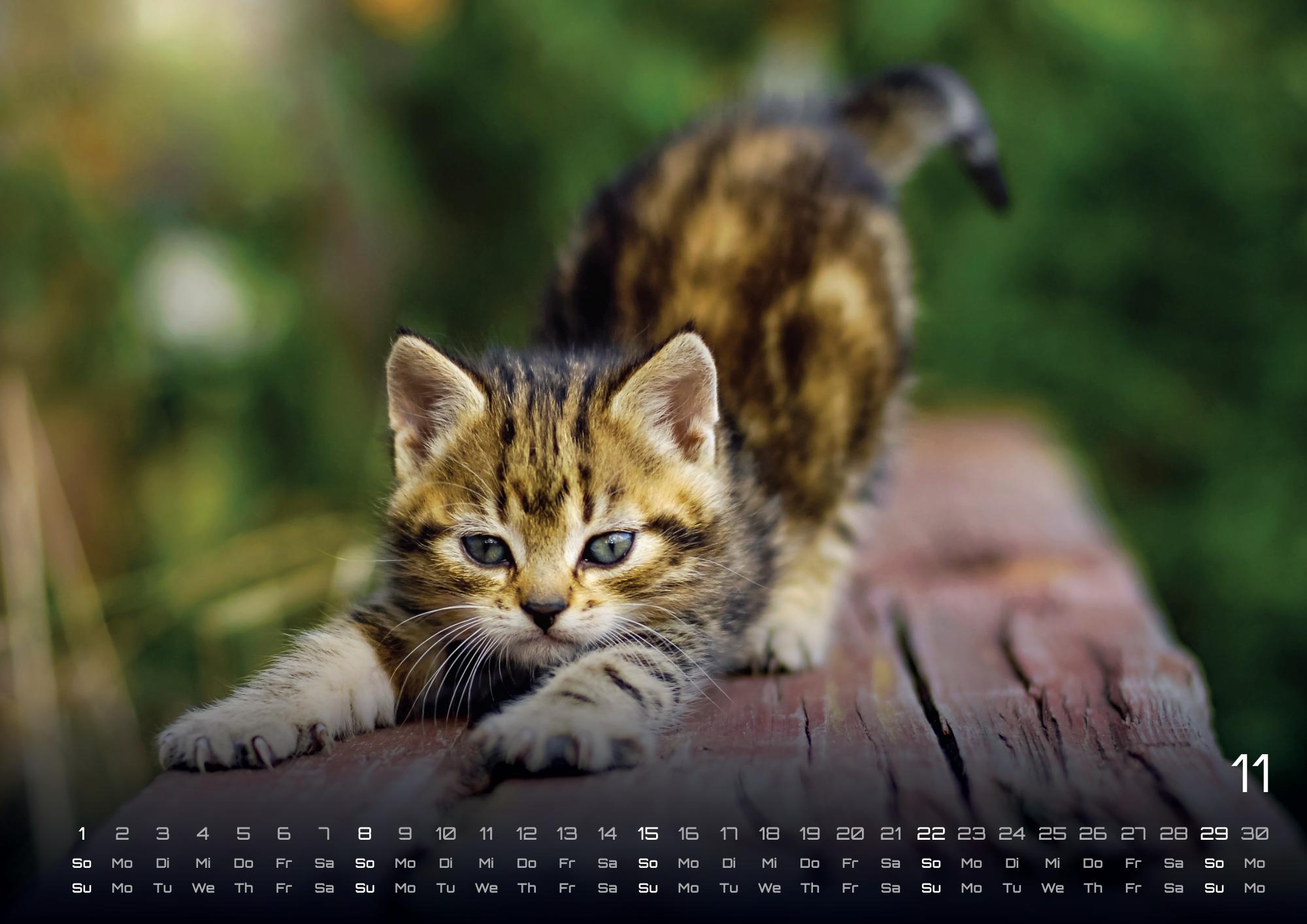 GPF-CATKID26_page_12