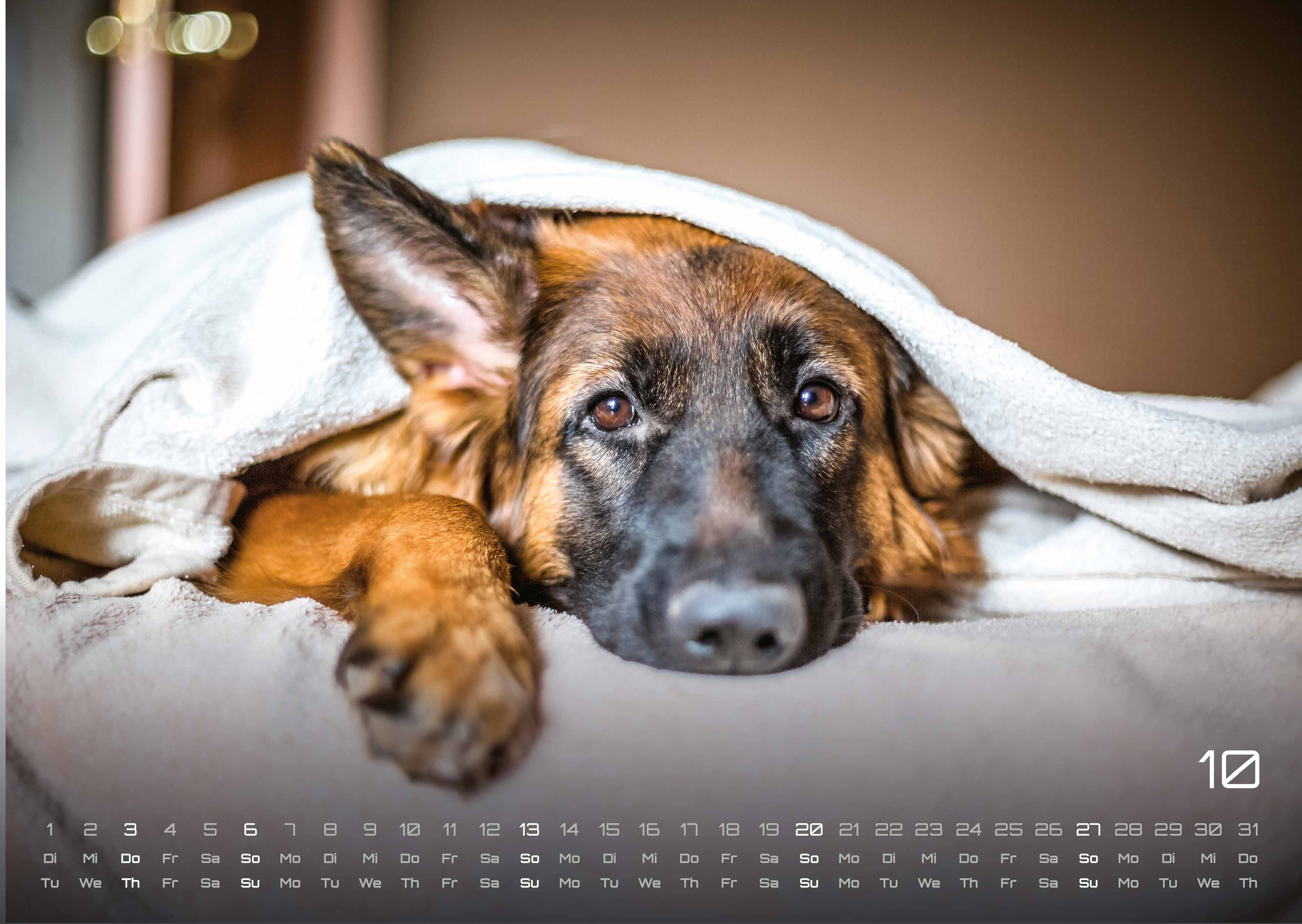 Wuff - Unsere Vierbeiner - Der Hundekalender- 2024 - Kalender