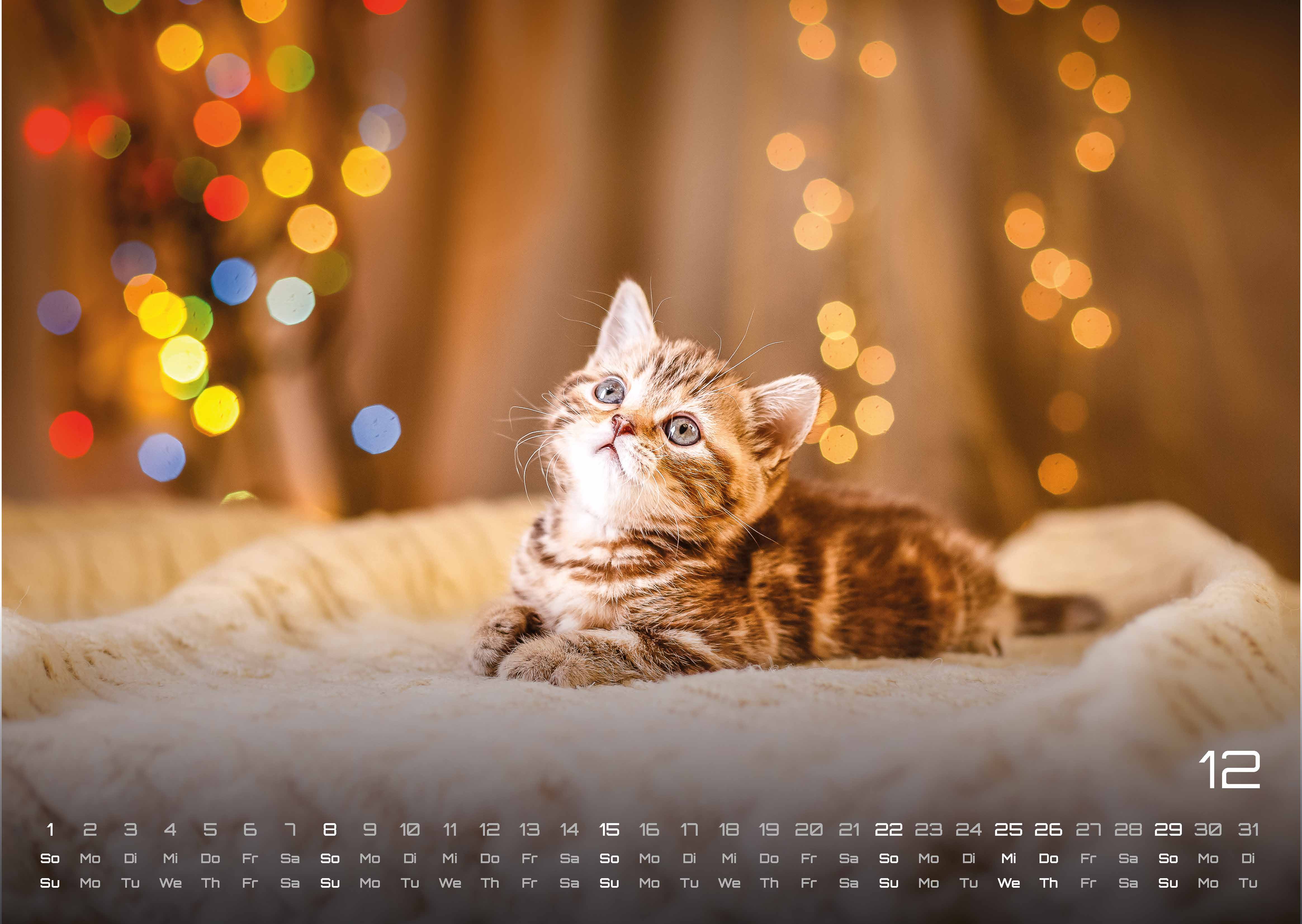 Miau Kids - kleine Tiger ganz groß - Der Katzenkalender - 2024 - Kalender
